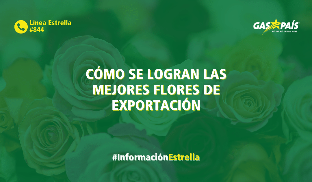 CÓMO SE LOGRAN LAS MEJORES FLORES DE EXPORTACIÓN